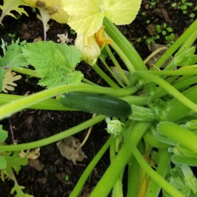 The kingdom of God is a vegetable